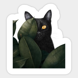 Black cat in ficus Sticker